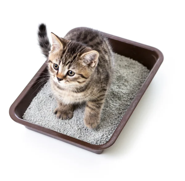 Kitten or cat in toilet tray box with absorbent litter isolated — Stock