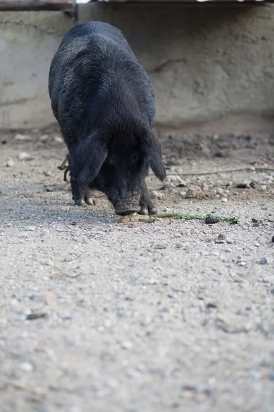 Чёрная свинья — стоковое фото