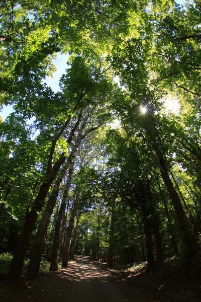 Skog — Stockfoto