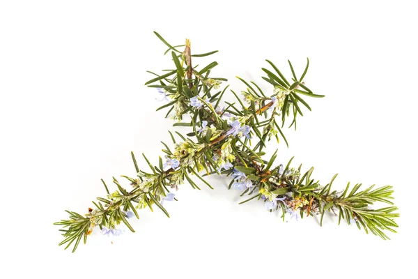 Rosemary(Rosmarinus officinalis) — Fotografie, imagine de stoc