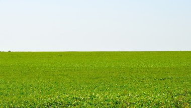 Mavi gökyüzü altında parlak yeşil alan