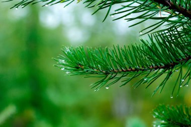 sabah orman - iğne çam dallarının üzerinde çiy damlaları