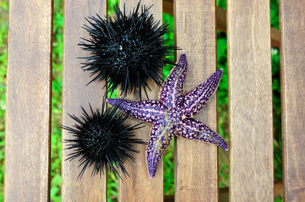 Mořský ježek, echinus a hvězdice — Stock fotografie