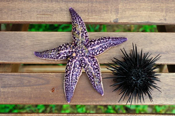 Mořský ježek, echinus a hvězdice — Stock fotografie
