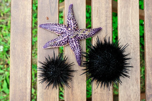 Zee-egels, echinus en starfish — Stockfoto