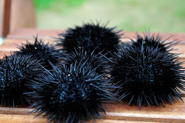 Sea urchin, echinus — Stock Photo, Image