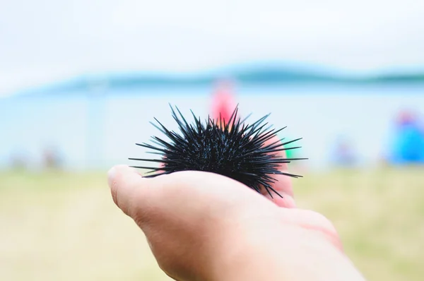 Sea urchin, echinus — Stock Photo, Image
