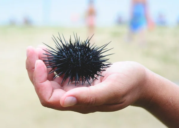 Riccio di mare, echinus — Foto Stock