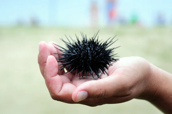 Riccio di mare, echinus — Foto Stock