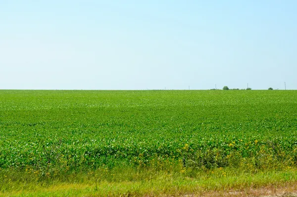 Champ vert vif sous un ciel bleu — Photo