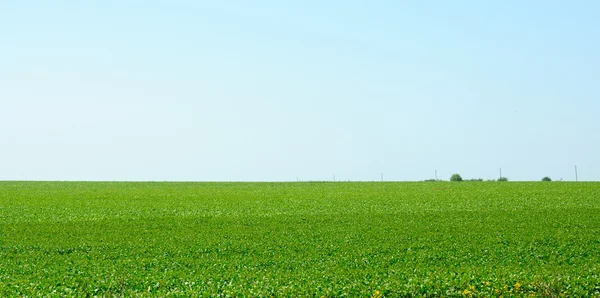 Világos zöld mező, a kék ég alatt — Stock Fotó