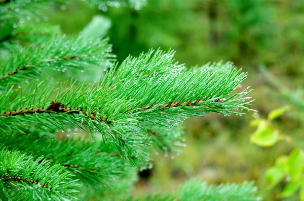 Mattina nella foresta - gocce di rugiada su aghi di rami di abete rosso — Foto Stock