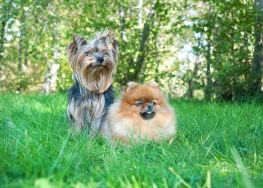 Spitz, pomeranian köpek ve Şehir Parkı yorkshire korkunç