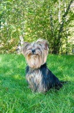 Yorkshire terrier Şehir Parkı