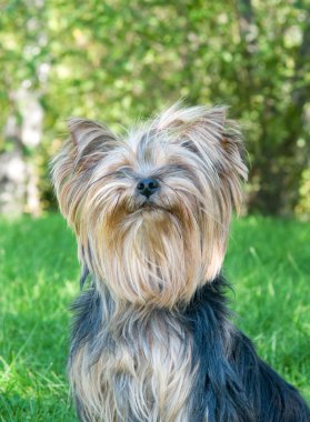 Yorkshire terrier Şehir Parkı