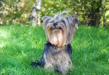 Yorkshire terrier Şehir Parkı