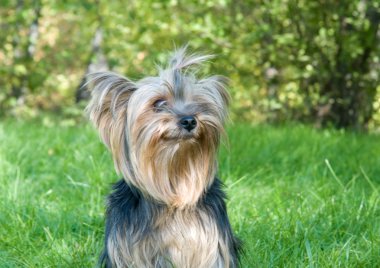Yorkshire terrier Şehir Parkı