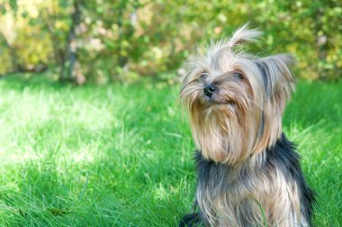 Yorkshire terrier Şehir Parkı