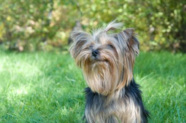 Yorkshire terrier Şehir Parkı