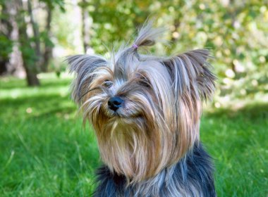 Yorkshire terrier Şehir Parkı