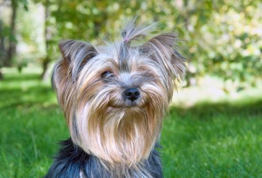 Yorkshire terrier Şehir Parkı