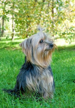 Yorkshire terrier Şehir Parkı