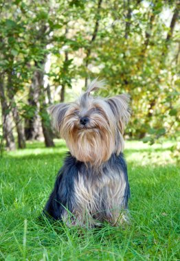 Yorkshire terrier Şehir Parkı