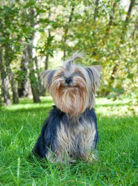 Yorkshire terrier Şehir Parkı