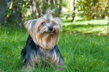 Yorkshire terrier Şehir Parkı