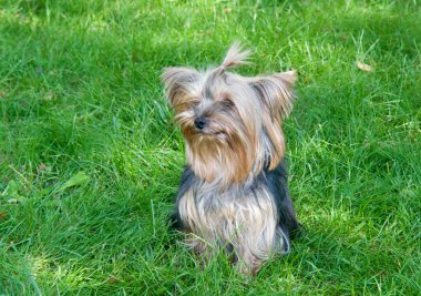 Yorkshire terrier Şehir Parkı
