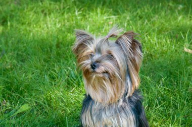 Yorkshire terrier Şehir Parkı