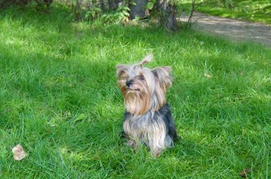 Yorkshire terrier Şehir Parkı