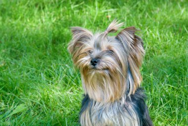 Yorkshire terrier Şehir Parkı