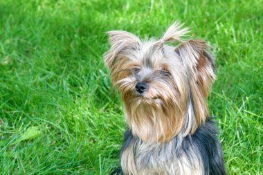 Yorkshire terrier Şehir Parkı
