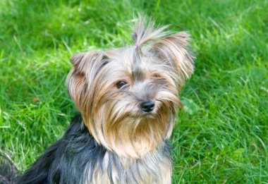 Yorkshire terrier Şehir Parkı