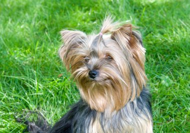Yorkshire terrier Şehir Parkı