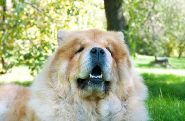 Kent parkta uyumak köpek