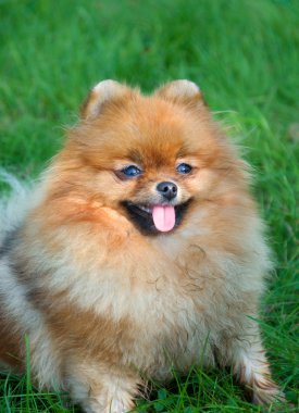 Spitz, Şehir Parkı Pomeranya köpeği