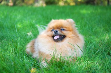 Spitz, Şehir Parkı Pomeranya köpeği