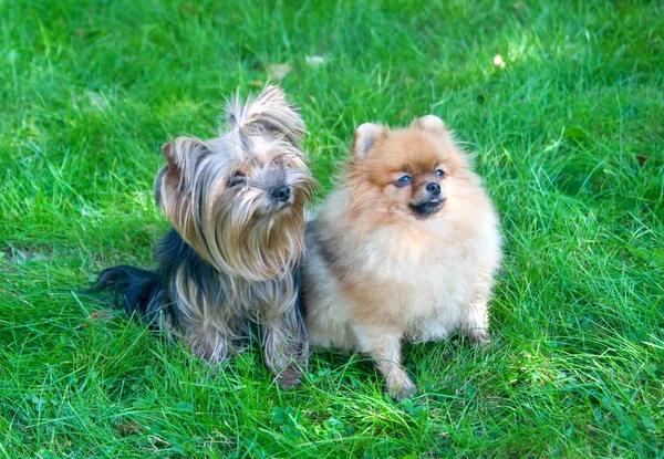 Spitz, cão da Pomerânia e Yorkshire Terrier no parque da cidade — Fotografia de Stock