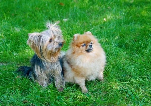 Spitz, cão da Pomerânia e Yorkshire Terrier no parque da cidade — Fotografia de Stock