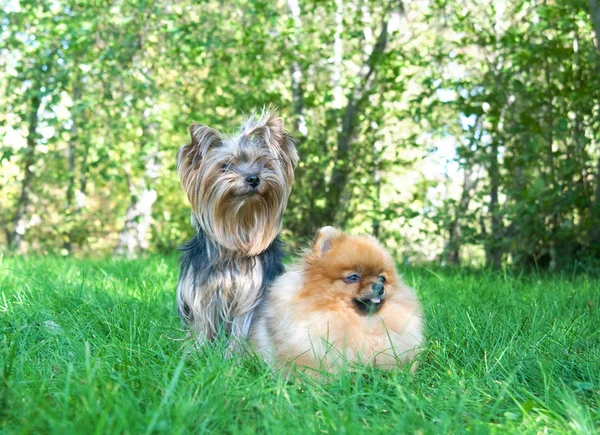 Spitz, Pomeranian dog y Yorkshire Terrier en el parque de la ciudad —  Fotos de Stock