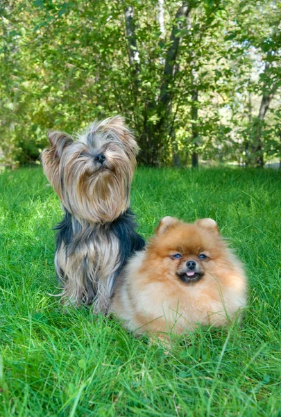 Spitz, Pomeranian dog y Yorkshire Terrier en el parque de la ciudad — Foto de Stock