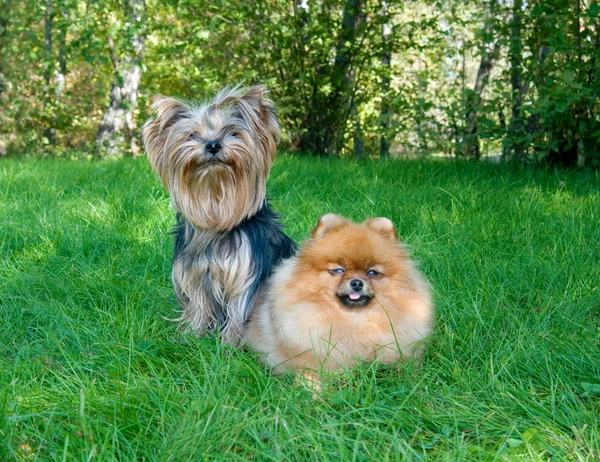 Spitz, Pomeranian dog and Yorkshire Terrier in city park — Stock Photo, Image