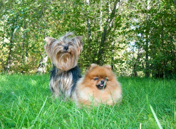 Spitz, chien poméranien et Yorkshire Terrier dans le parc de la ville — Photo