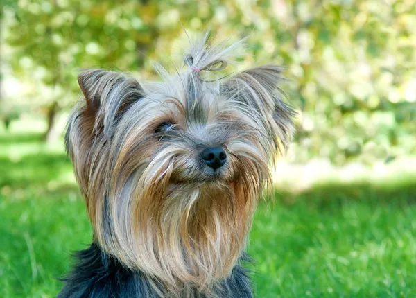 Yorkshire Terrier in city park — Stock Photo, Image