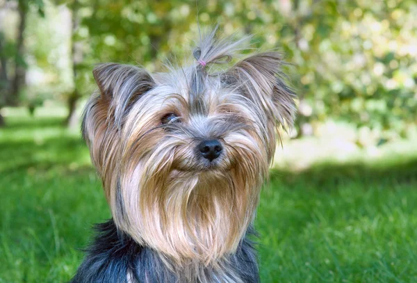 Yorkshire Terrier no parque da cidade — Fotografia de Stock