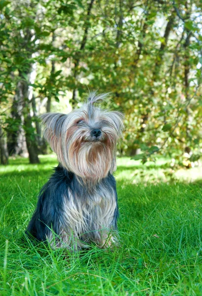 Yorkshire Terrier en parque de la ciudad — Foto de Stock