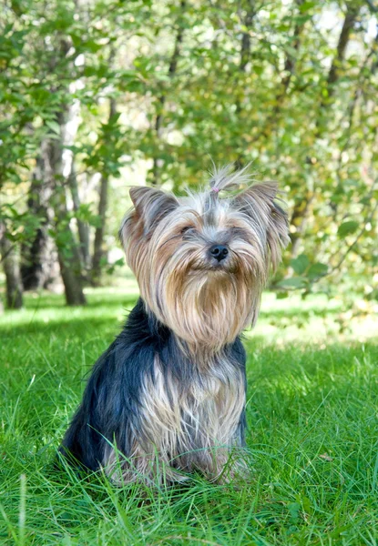 Yorkshire terrier w parku — Zdjęcie stockowe