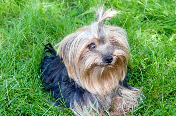 Yorkshire Terrier no parque da cidade — Fotografia de Stock